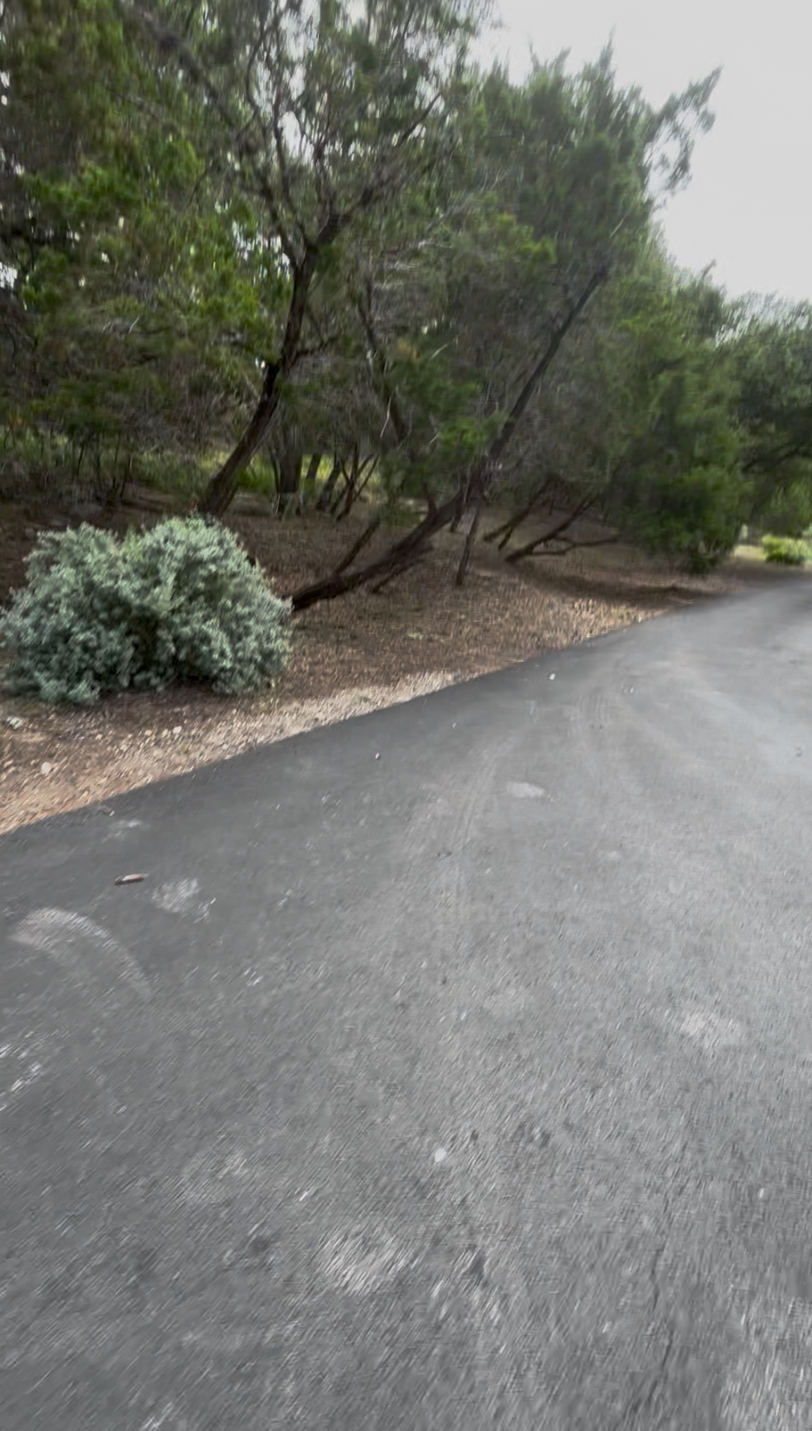 Same driveway with brush cleared and trimmed back after cleanup by Urban Landscaping San Antonio